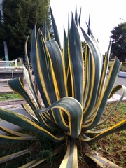 Agave