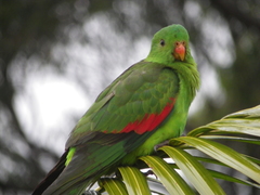 Red-Winged Parrot photo 2