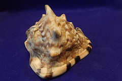 Cassis tuberosa