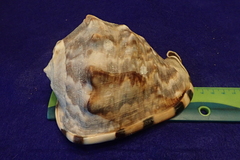 Cassis tuberosa