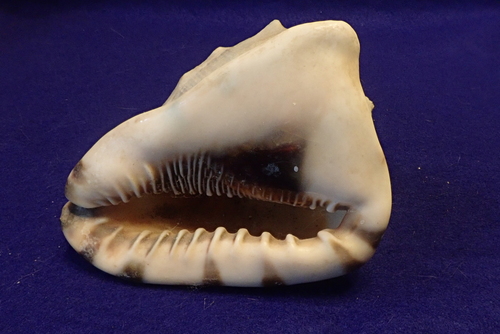 King Helmet Snail