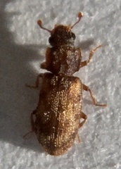 Synchita undata