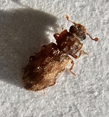 Synchita undata