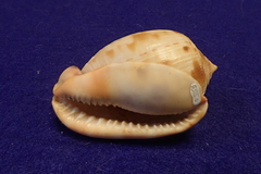 Cypraecassis testiculus