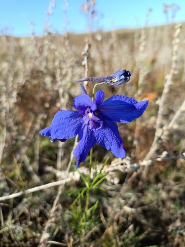 Siberian Larkspur (Delphinium grandiflorum)