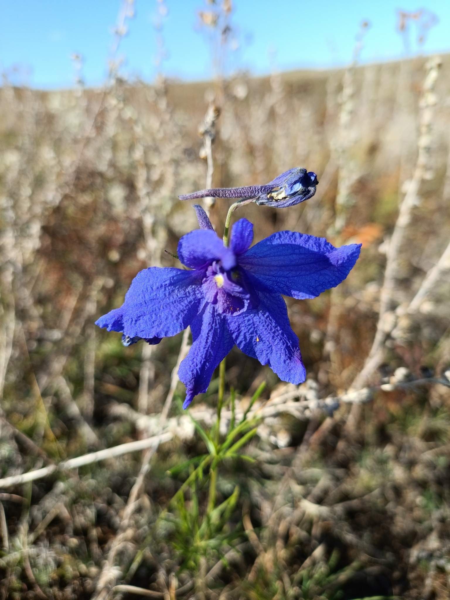 Siberian Larkspur (Delphinium grandiflorum)