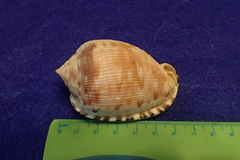 Cypraecassis testiculus