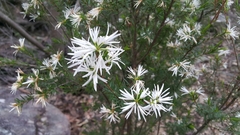 Pseudanthus pimeleoides