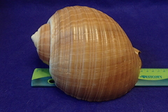 Tonna zonata