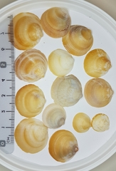 Glycymeris glycymeris