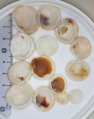 Glycymeris glycymeris