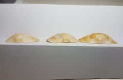 Glycymeris glycymeris