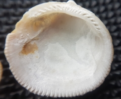Glycymeris glycymeris