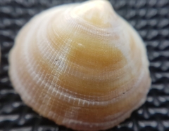 Glycymeris glycymeris