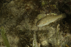 Sparisoma radians