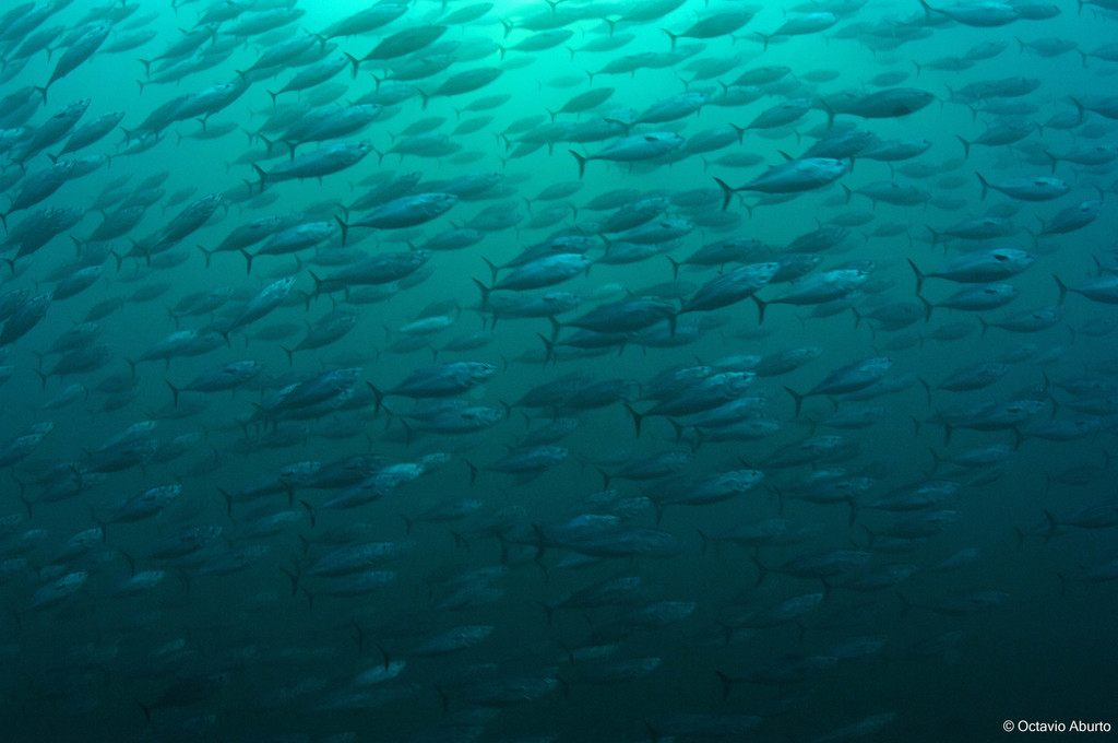 Black skipjack (Euthynnus lineatus) — Scombridae
