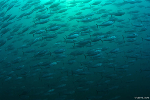 Black skipjack (Euthynnus lineatus) — Scombridae