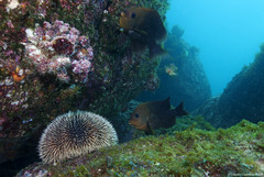 Stegastes rectifraenum