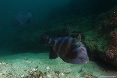 Pseudobalistes naufragium