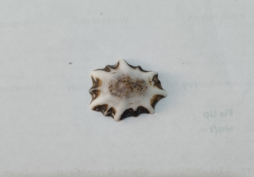Patelloida saccharina