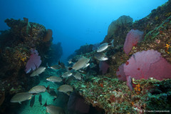 Haemulon maculicauda