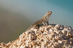 Sceloporus hunsakeri