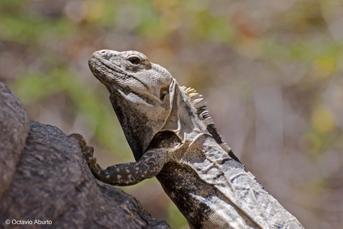 Cape Spiny-tailed Iguana