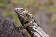 Baja California Spiny-Tailed Iguana photo 5
