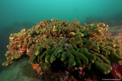 Pocillopora elegans observed 2011-07-14