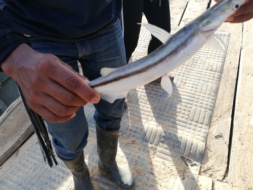 Slender shovelnose catfish (Sorubim elongatus) — Pimelodidae — 2