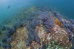 Leptogorgia rigida
