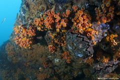 Tubastraea