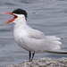 Caspian Tern - Photo (c) wtg1940, some rights reserved (CC BY-NC)