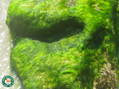 Ulva compressa