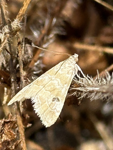 Cabbage Webworm Moth photo 3