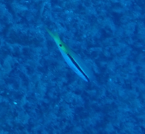Parupeneus forsskali