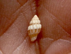 Vexillum interruptum