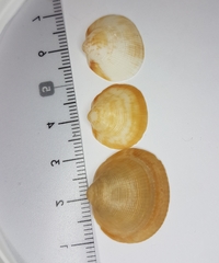 Glycymeris nummaria