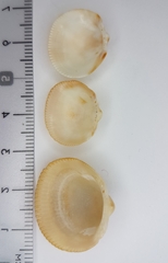 Glycymeris nummaria