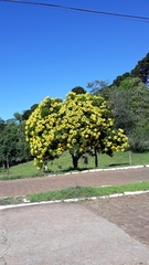 Cassia leptophylla