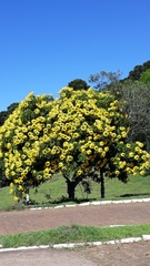 Cassia leptophylla