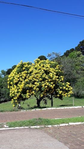 Image of Cassia leptophylla by (c) Edson Luis Fabro Gasperin, some rights reserved (CC BY-SA)