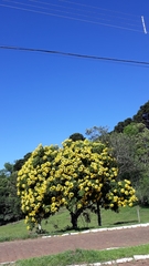 Cassia leptophylla
