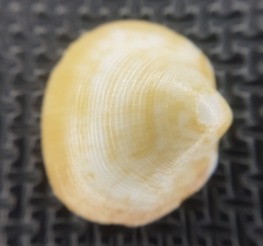 Glycymeris nummaria