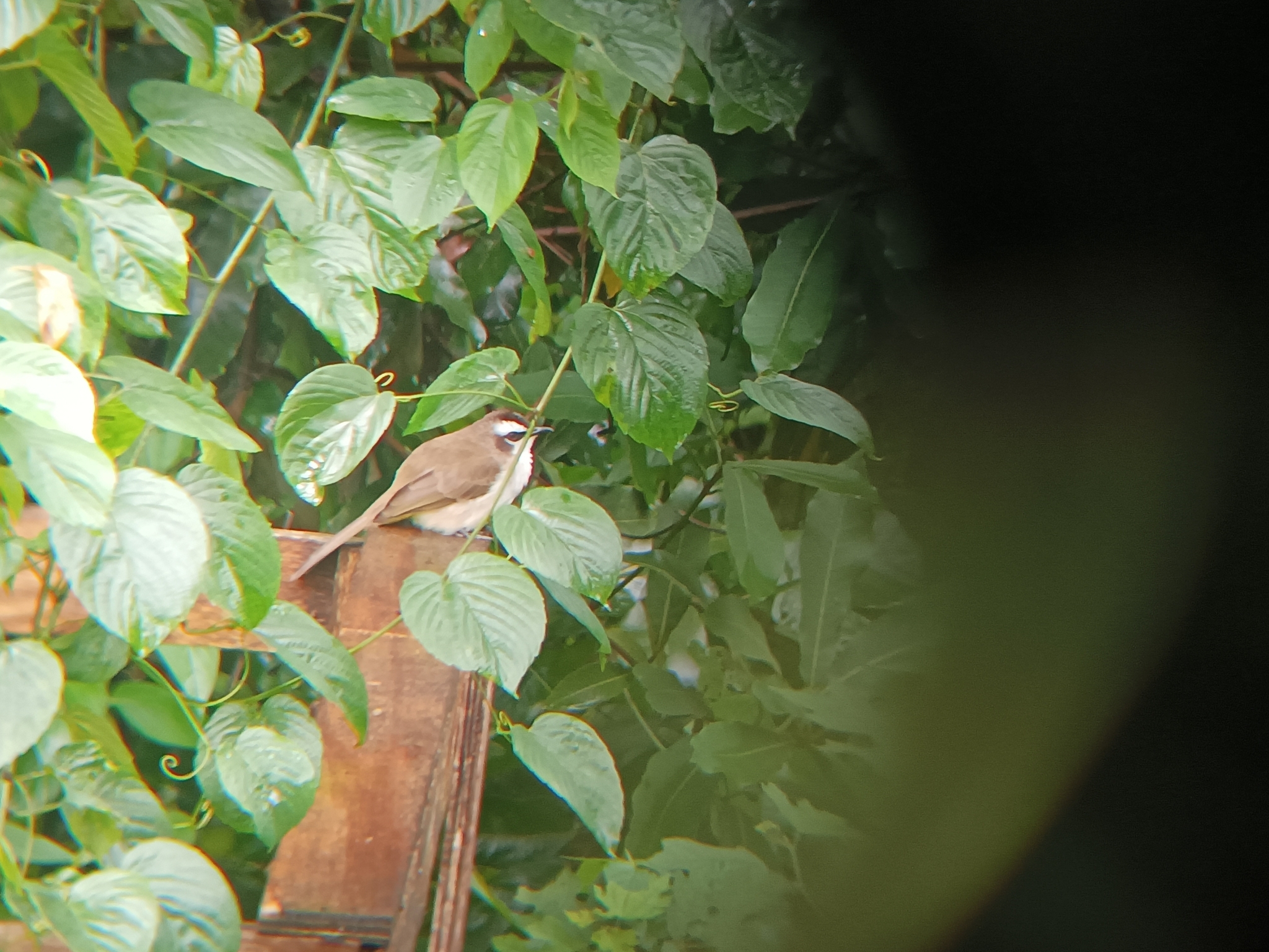 Yellow-vented Bulbul
