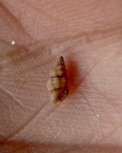 Lienardia mighelsi observed 2016-12-05