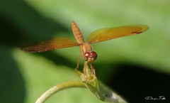 Perithemis icteroptera