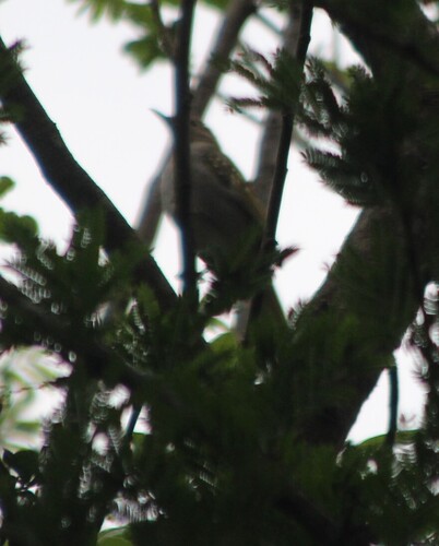 Eastern Nicator (Nicator gularis), photo 7