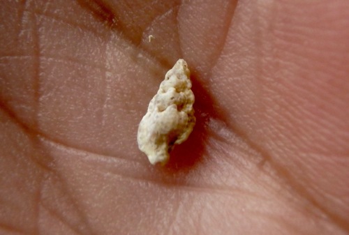 Aspella producta observed 2016-12-05