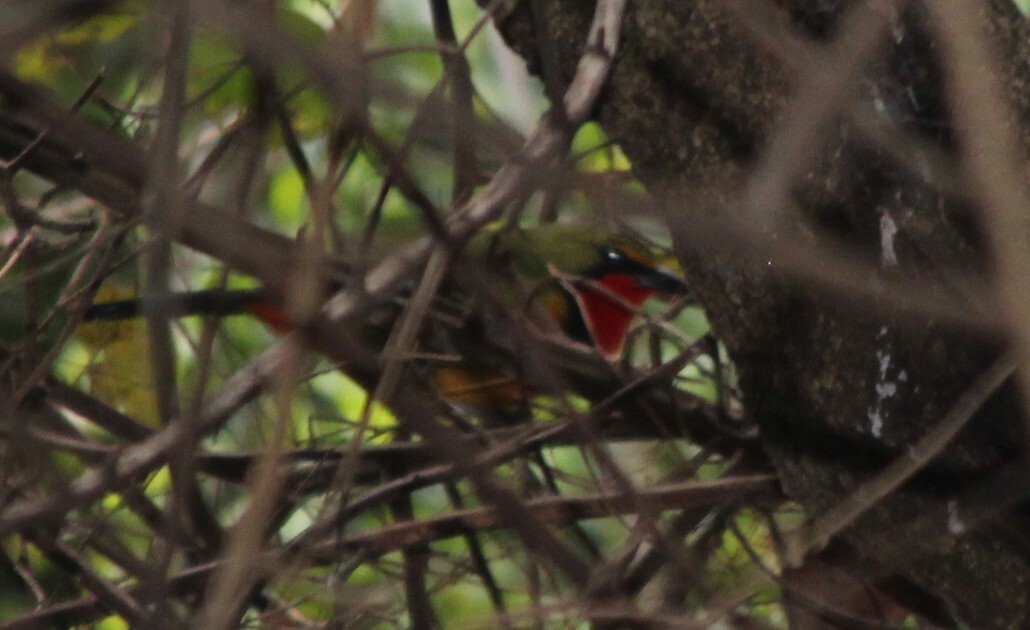 Gorgeous Bushshrike (Telophorus viridis), photo 2